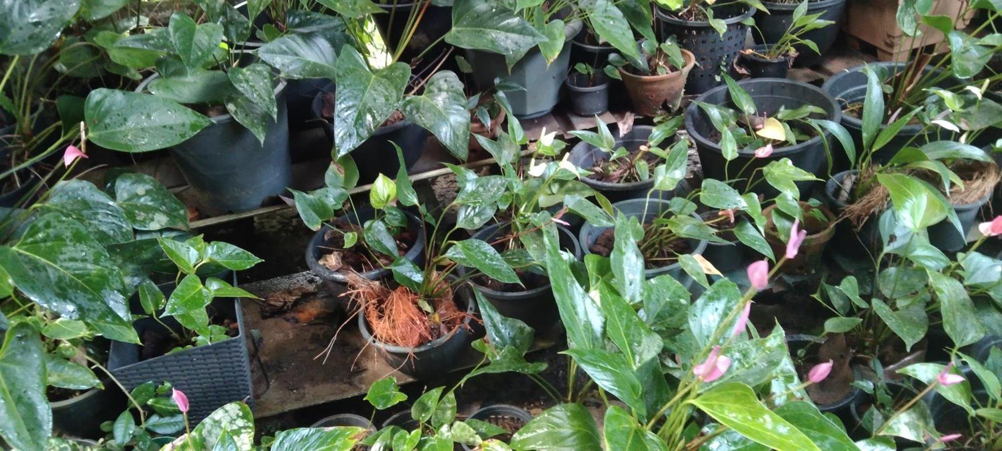 Kanneliya Eco Garden Hotel Koralegama Dış mekan fotoğraf
